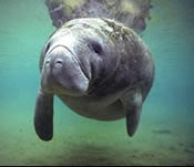 A manatee, distant marine relatives of the elephant.