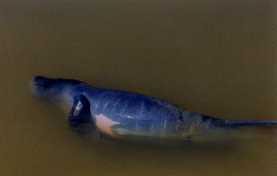 Male Amazonian Manatee Calf