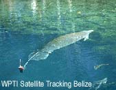 Link to Satelitte Tracking in Belize