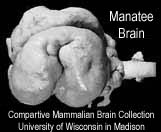 Link to The Manatee Brain Research